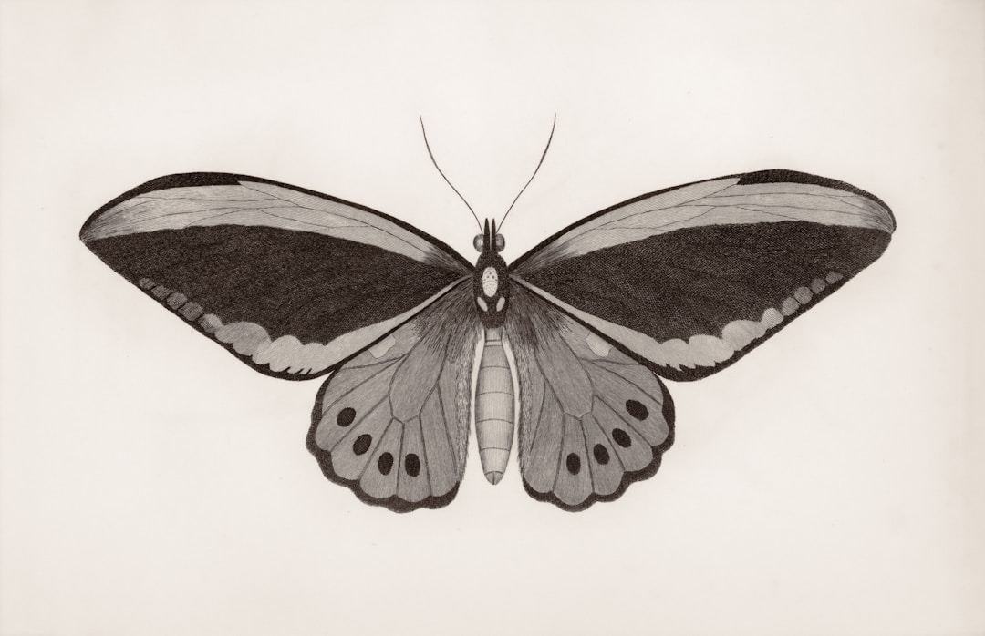 Moth studies — riso print